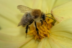 Bombus pascuorum