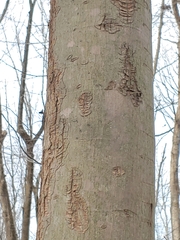 Neonectria ditissima