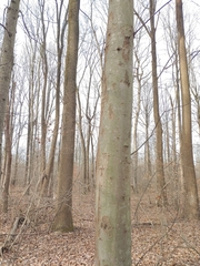 Neonectria ditissima