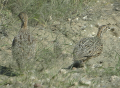 Scleroptila gutturalis