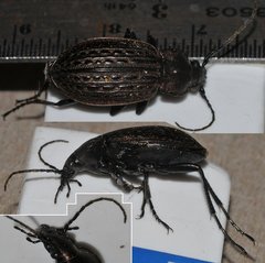 Carabus maeander