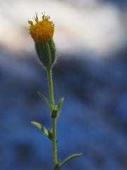 Carlquistia muirii