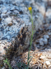 Carlquistia muirii