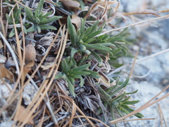 Carlquistia muirii