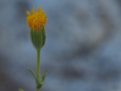 Carlquistia muirii