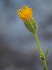 Carlquistia muirii