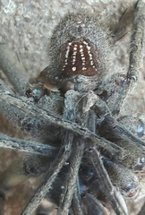 Phoneutria eickstedtae