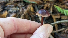 Pseudobaeospora deckeri