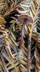 Pseudobaeospora deckeri