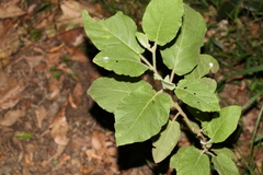 Solanum densevestitum
