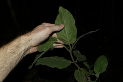 Solanum densevestitum