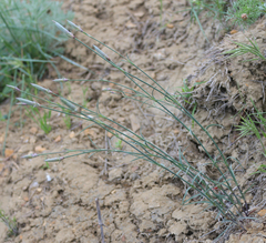 Dianthus schemachensis