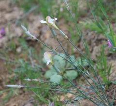 Dianthus schemachensis
