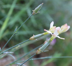 Dianthus schemachensis