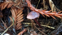 Pseudobaeospora deckeri