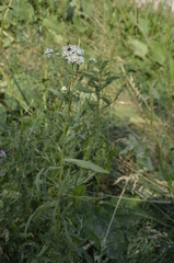 Achillea salicifolia