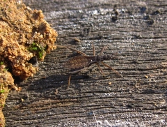 Pygolampis bidentata