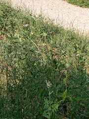 Achillea salicifolia