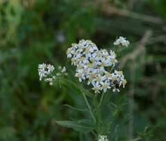 Achillea salicifolia
