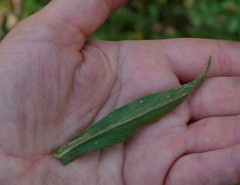 Achillea salicifolia