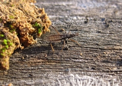 Pygolampis bidentata