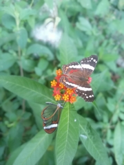 Anartia fatima