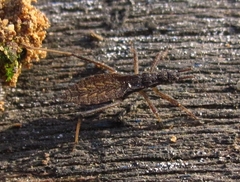 Pygolampis bidentata