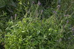 Stachys palustris
