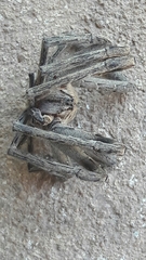 Phoneutria eickstedtae