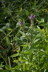 Stachys palustris