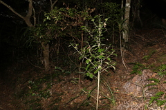 Acronychia pauciflora