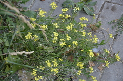 Raphanus raphanistrum