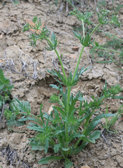 Valerianella uncinata