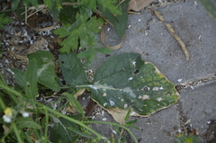 Raphanus raphanistrum