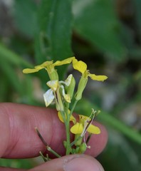 Raphanus raphanistrum