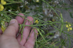 Raphanus raphanistrum