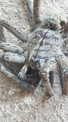 Phoneutria eickstedtae