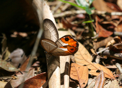 Pierella nereis