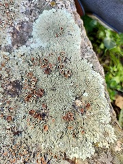 Xanthoparmelia tinctina