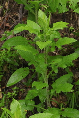 Cicerbita prenanthoides