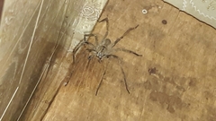 Phoneutria eickstedtae