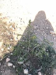 Thymelaea