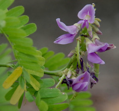 Abrus precatorius precatorius