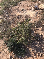 Thymelaea