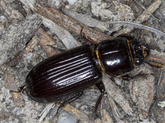 Aulacocyclus