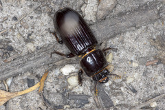 Aulacocyclus