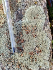 Xanthoparmelia tinctina