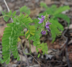 Abrus precatorius precatorius
