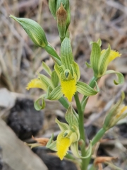 Chloraea cristata