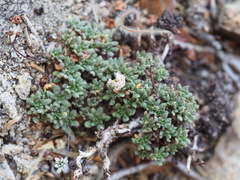 Eriogonum breedlovei shevockii